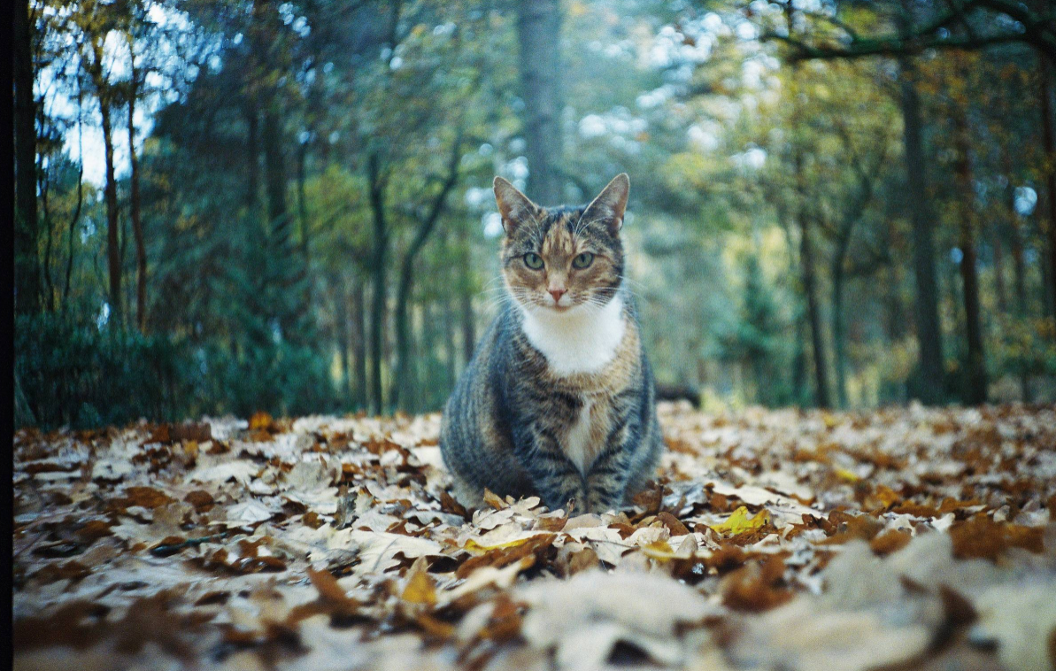 Kodak Portra 400 135-36 EXP - 1 Roll